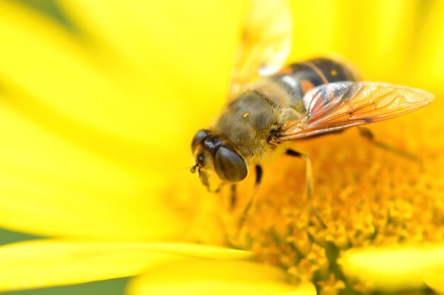 Photo close-up of bee on yellow flower