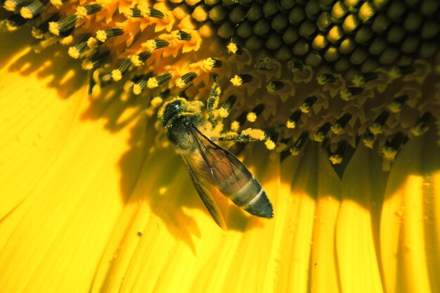 Close-up of bee on yellow flower