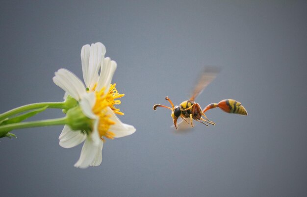 Close-up of bee on yellow flower