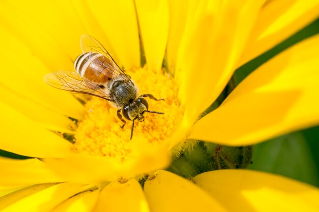 Close-up of bee on yellow flower