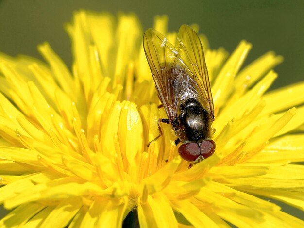 Close-up of bee on yellow flower