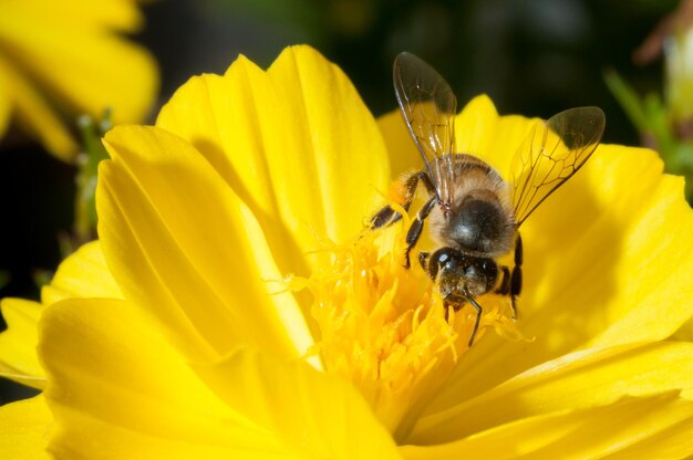 Close-up of bee on yellow flower