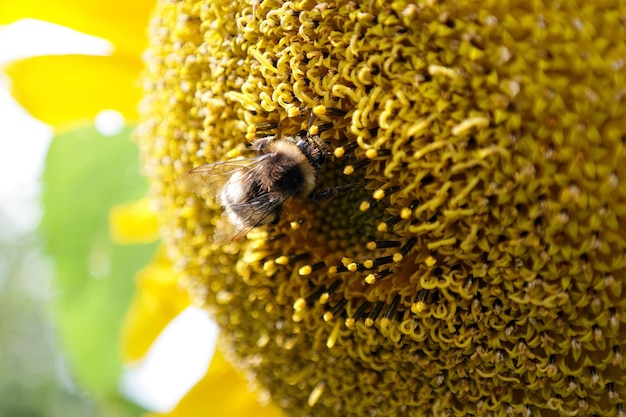 Close-up of bee on yellow flower