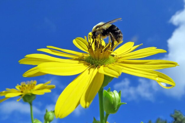 Close-up of bee on yellow flower