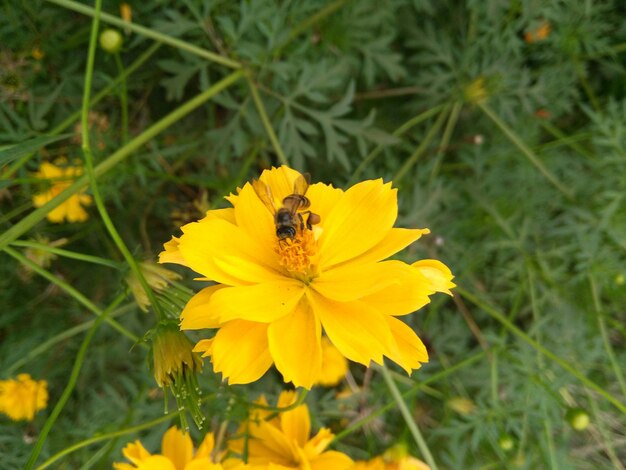 Close-up of bee on yellow flower