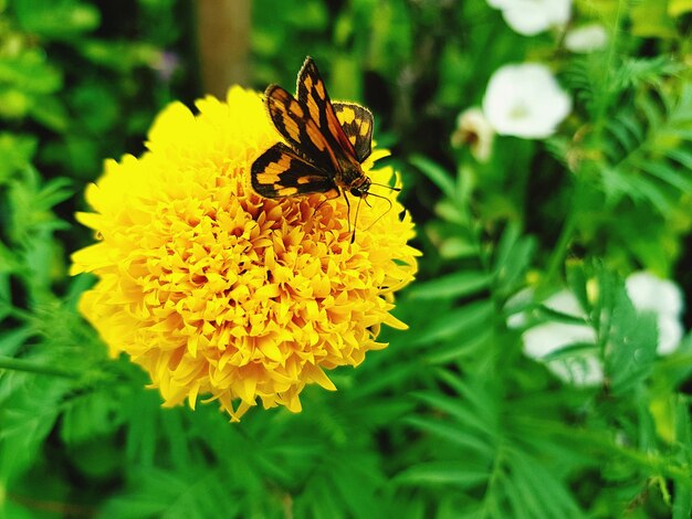 Close-up of bee on yellow flower