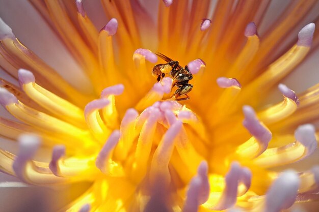 Foto close-up di un'ape su un fiore giallo