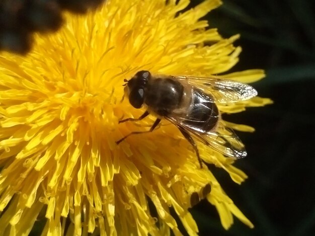 Close-up of bee on yellow flower