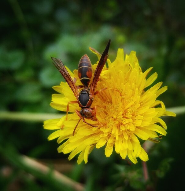 Close-up of bee on yellow flower