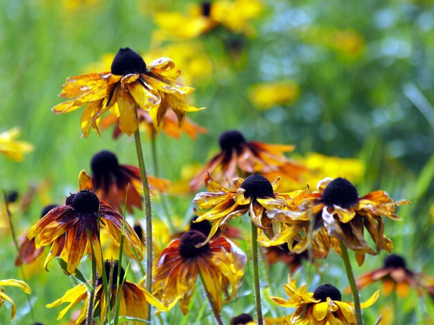 Close-up of bee on yellow flowering plant