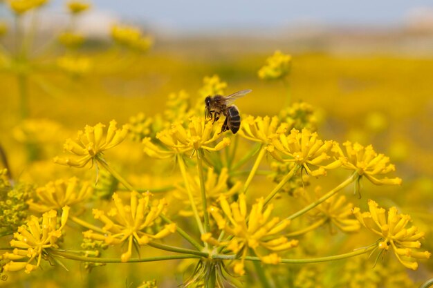 Close-up of bee on yellow flowers