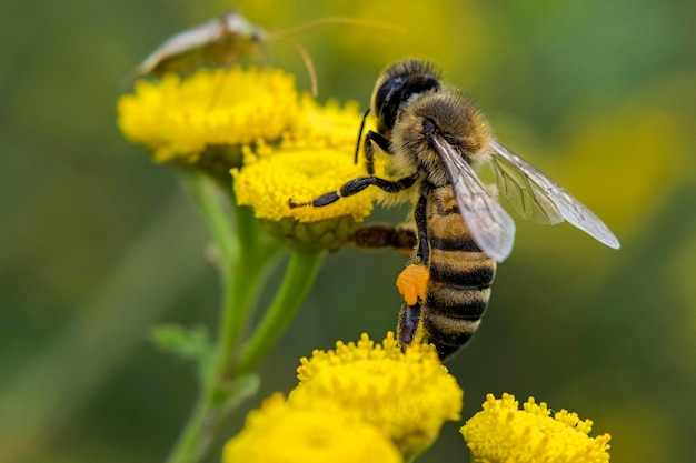 close-up of bee on yellow flowers