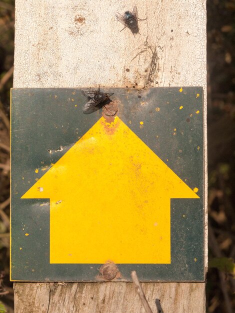 Foto close-up di un'ape sulla strada gialla