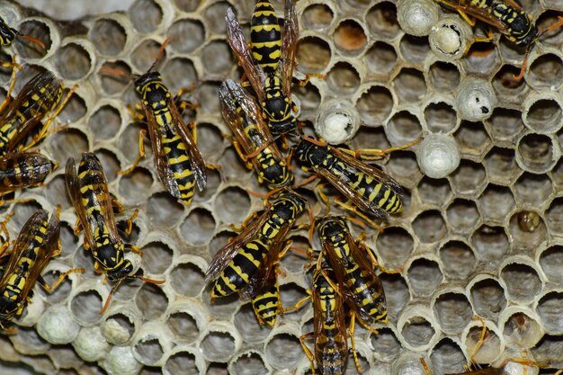 Photo close-up of bee