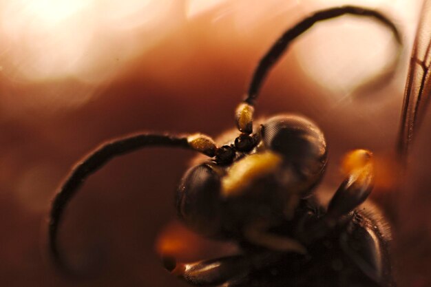 Photo close-up of bee