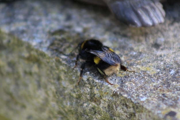 Close-up of bee