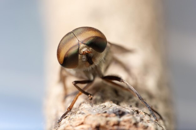 Photo close-up of bee