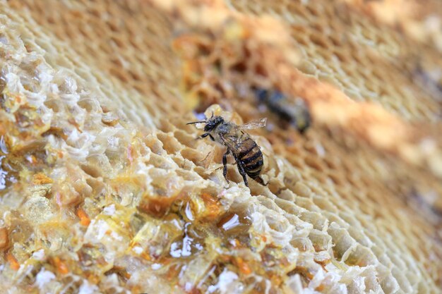 Close-up of bee