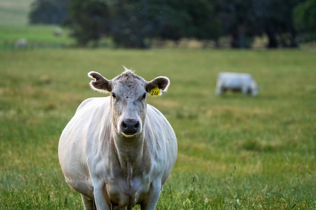 Close up of beef cows and calves grazing on grass in australia on a farming ranch cattle eating hay and silage breeds include speckled park murray grey angus brangus hereford wagyu dairy cows