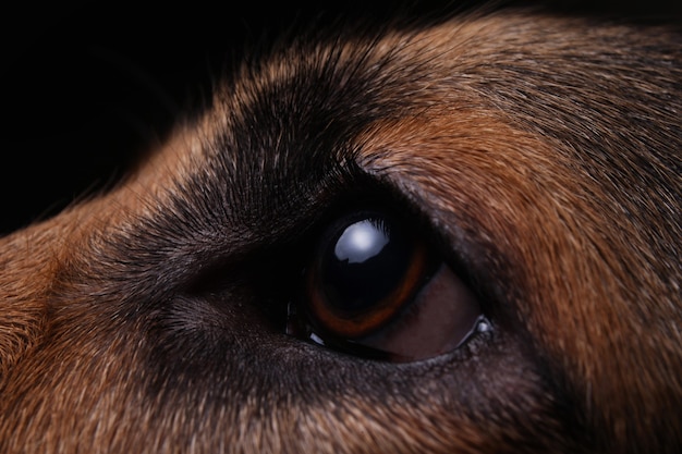 Close-up beeld op en oog hond gezicht Duitse herder in profiel op zwarte achtergrond