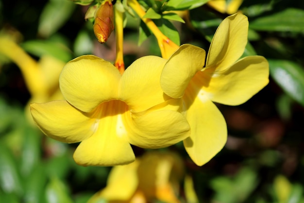 Close-up beeld van Allamanda Cathartica bloemen