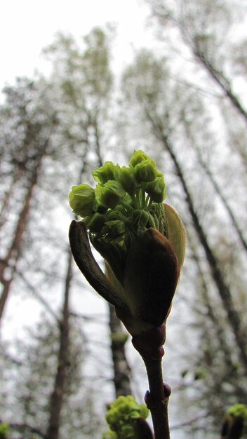 Foto close-up beeld van bloemen tegen onduidelijke bomen