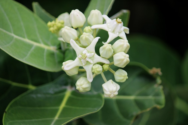 Close-up beeld van de Crown Flower. Witte Arka-plant.