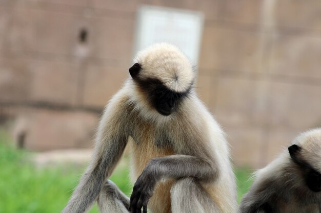 Close-up beeld van de grijze langur