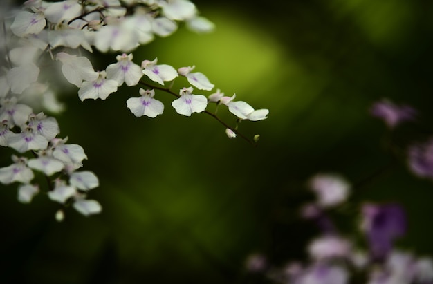 Foto close-up beeld van de kleine bloemen in de tuin