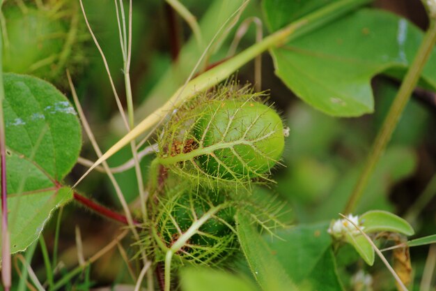 Close-up beeld van de Pitcher plant Insectivorous Plant