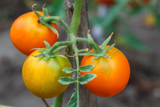 Close-up beeld van de rijpe tomaten die in de kas groeien