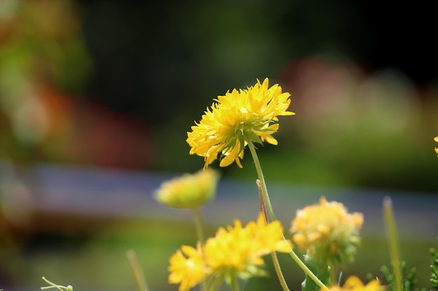 Close-up beeld van de wilde planten bloemen