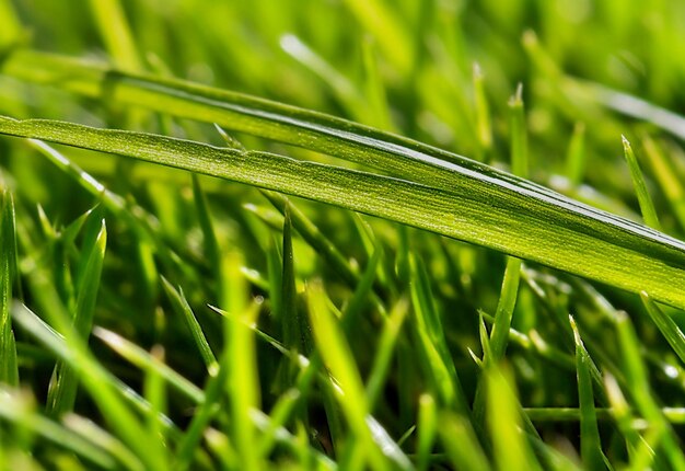 close-up beeld van een gazon