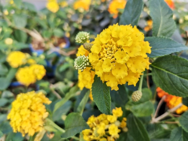 Close-up beeld van een lantana montevidensis kruipende lantana plant en bloem