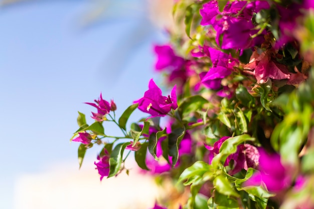 Close-up beeld van een natuur groen blad met paarse bloemen Hibiscus syriacus tegen een blauwe hemel