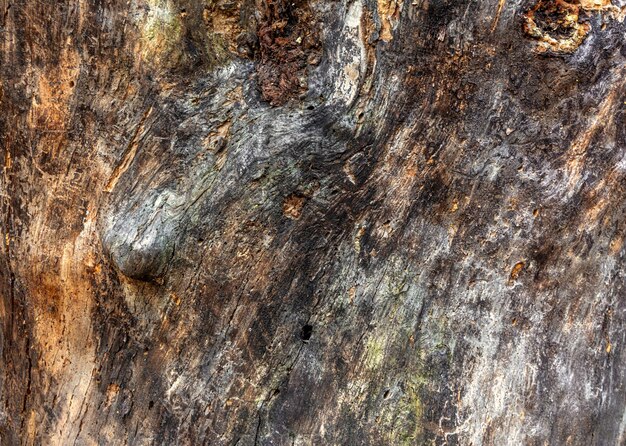 Close-up beeld van een oude houten plank. Verschrompelde boomstam. Achtergrond. Textuur
