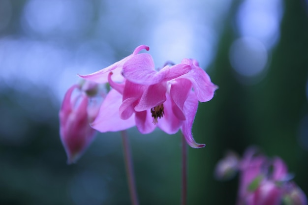 Close-up beeld van een prachtige lente bloeiende Aquilegia vulgaris roze bloem Bloemen Aquilegia op de weide