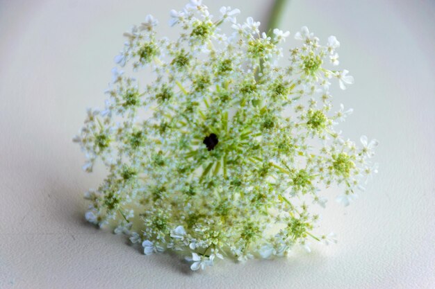 Foto close-up beeld van een prachtige witte wilde wortel bloem macro foto