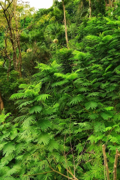 Close-up beeld van een regenwoud met weelderig groen in Hawaï met copyspace Verkennen van dieren in het wild in afgelegen tropische jungle voor vakantie en vakantie Groene bomen en struiken in moeder natuur tijdens de zomer
