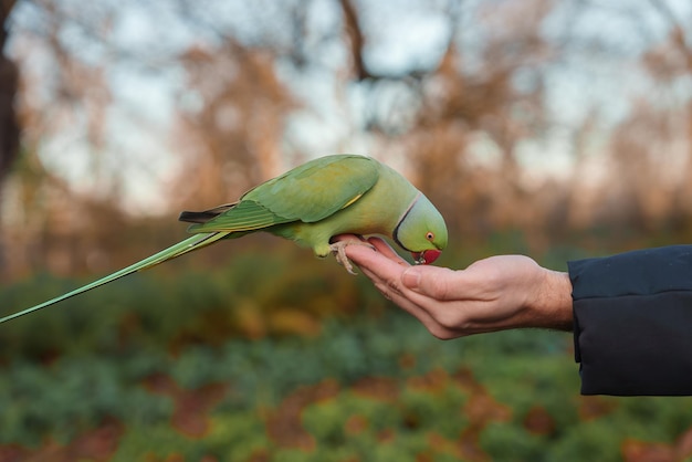 Close-up beeld van een rozerige papegaai die op een hand zit in een park in Londen bij zonsondergang