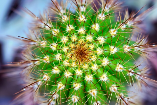 Close-up beeld van groene cactus als achtergrond (bovenaanzicht, textuur)