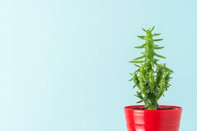 Close-up beeld van groene cactus in rode pot Minimale achtergrond