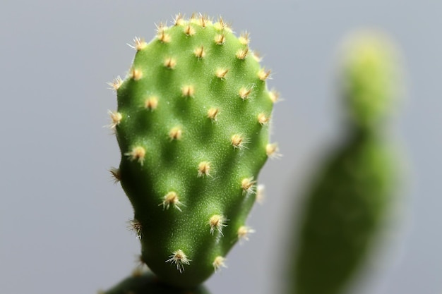 Close-up beeld van groene cactus