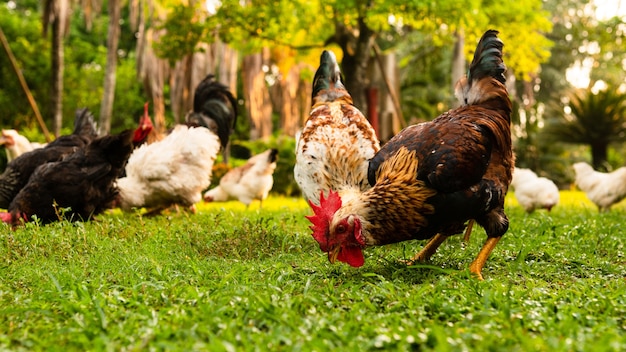 Close-up beeld van hanen en kippen eten in een met gras bedekte veld op een boerderij op een zonnige dag