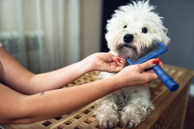 Foto close-up beeld van het kammen van de baarden van de witte hond