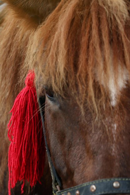 Foto close-up beeld van mooi paard met hoofdstel