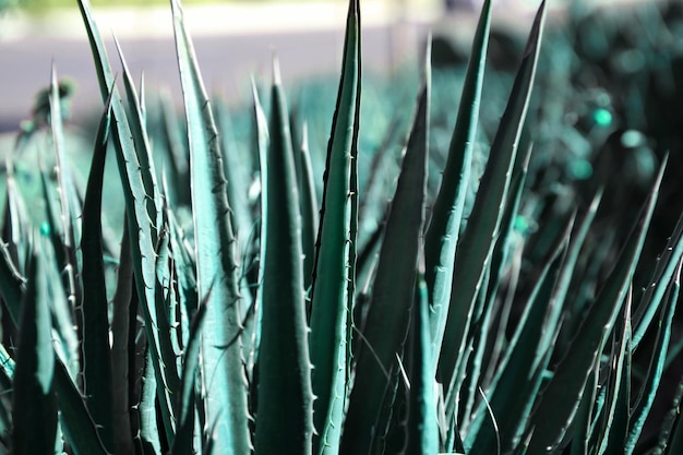 Foto close-up beeld van prachtige agave plant die buiten groeit