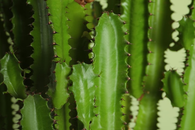 Close-up beeld van prachtige cactus Tropische plant