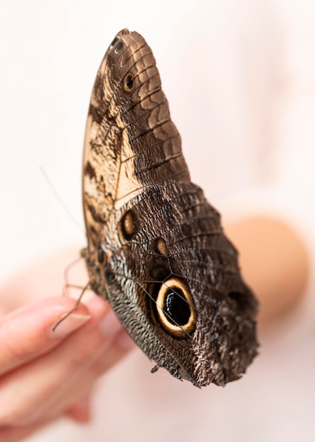 Foto close-up beeld van prachtige vlinder bij de hand