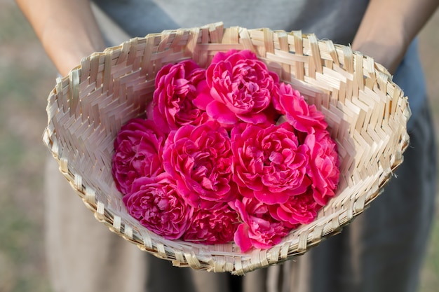 Foto close-up beeld van roze rozen